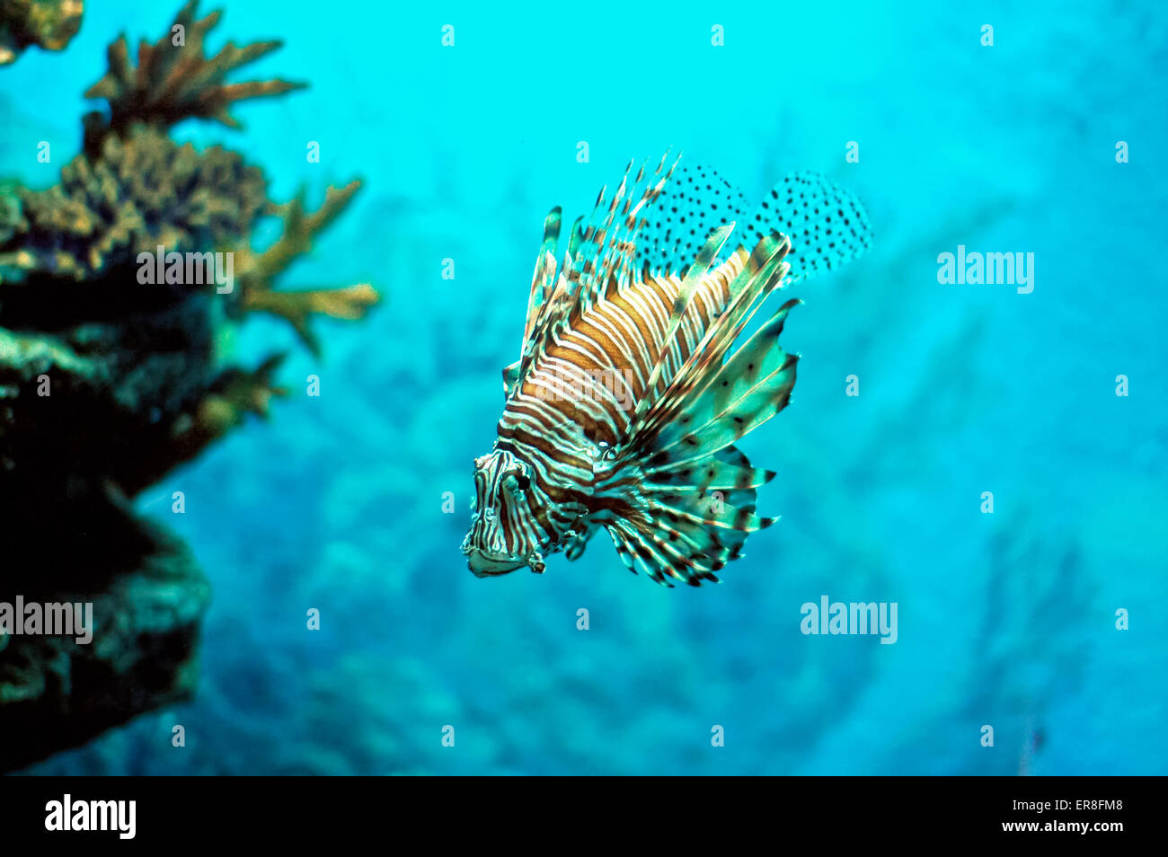 Pterois Feuer-Teufel-Fisch unter Wasser Stockfoto