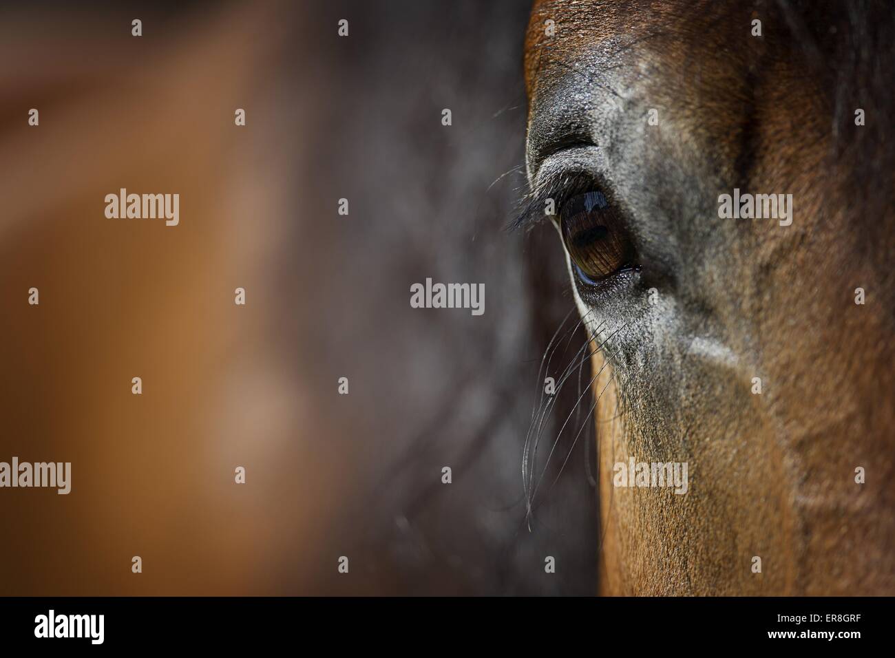 Pferdeauge Stockfoto Pferdeauge Stockfoto