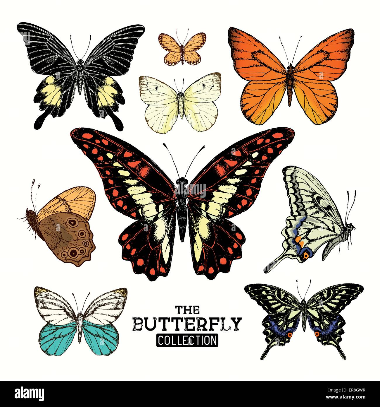 Realistische Schmetterlingssammlung. Eine Reihe von Schmetterlingen, Vektor-Illustration von Hand gefertigt. Stock Vektor