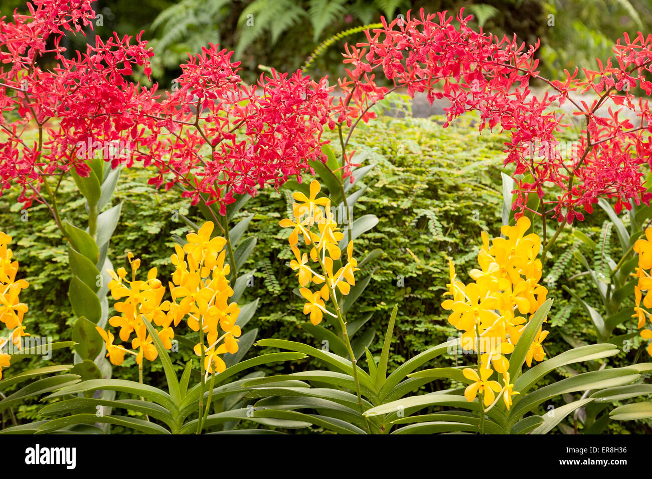 Bunte Orchideen in der National Orchid Garden, Singapore Botanic Gardens, Singapur in Südostasien Stockfoto