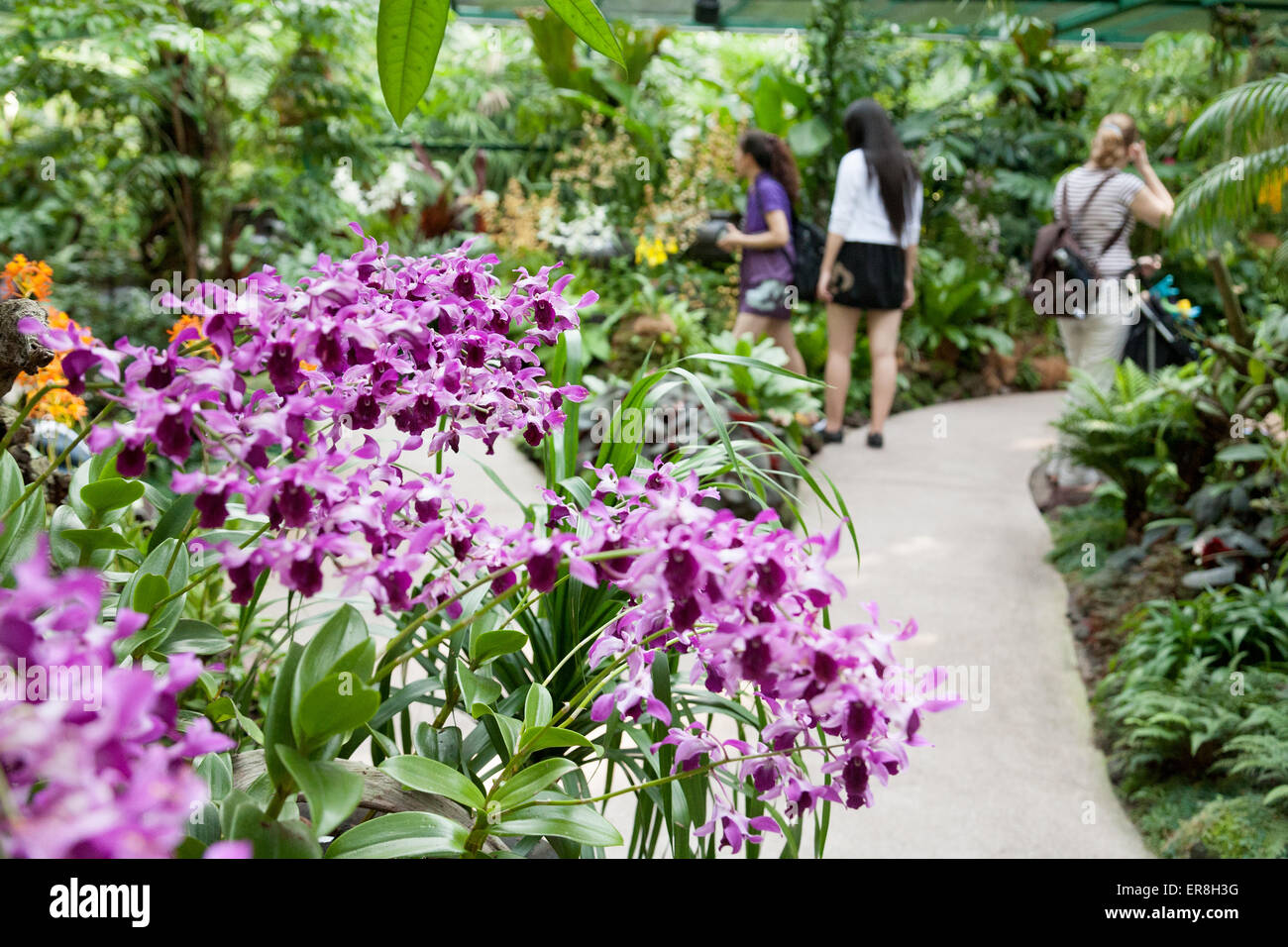 Personen an der Orchideen, National Orchid Garden, Singapore Botanic Gardens, Singapur in Südostasien Stockfoto