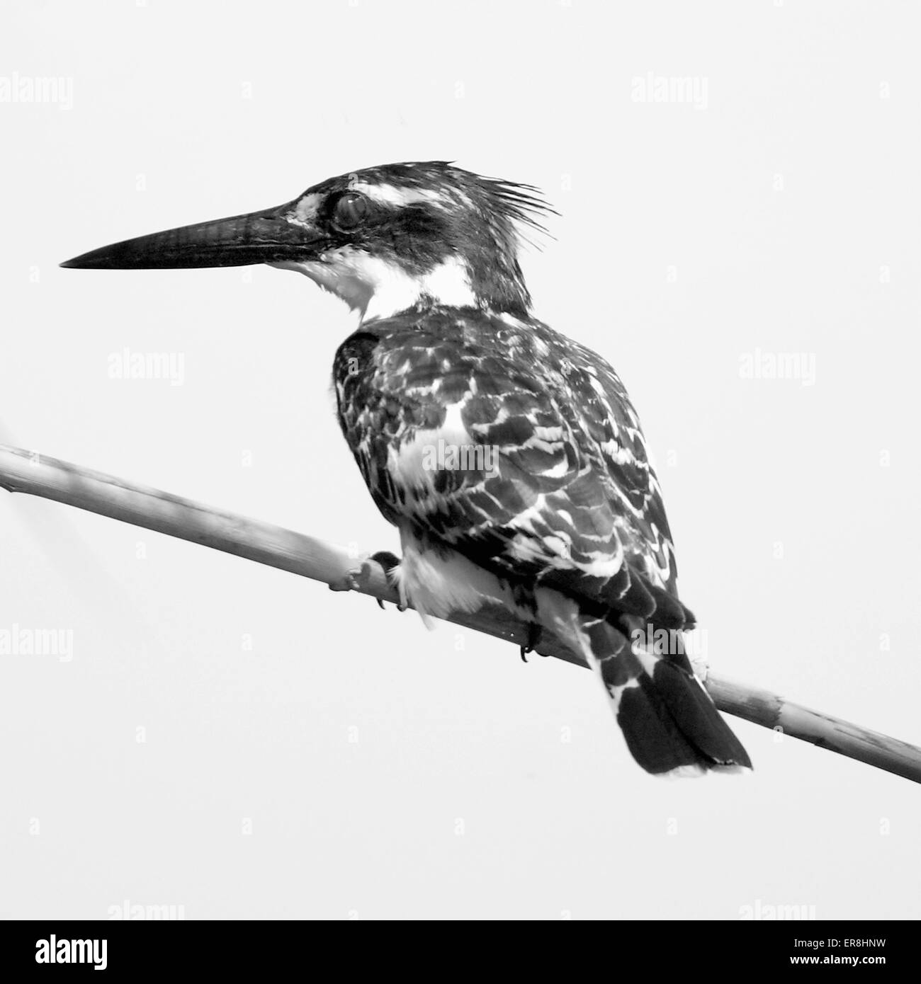 Kingfisher-Porträt auf dem Ast Stockfoto