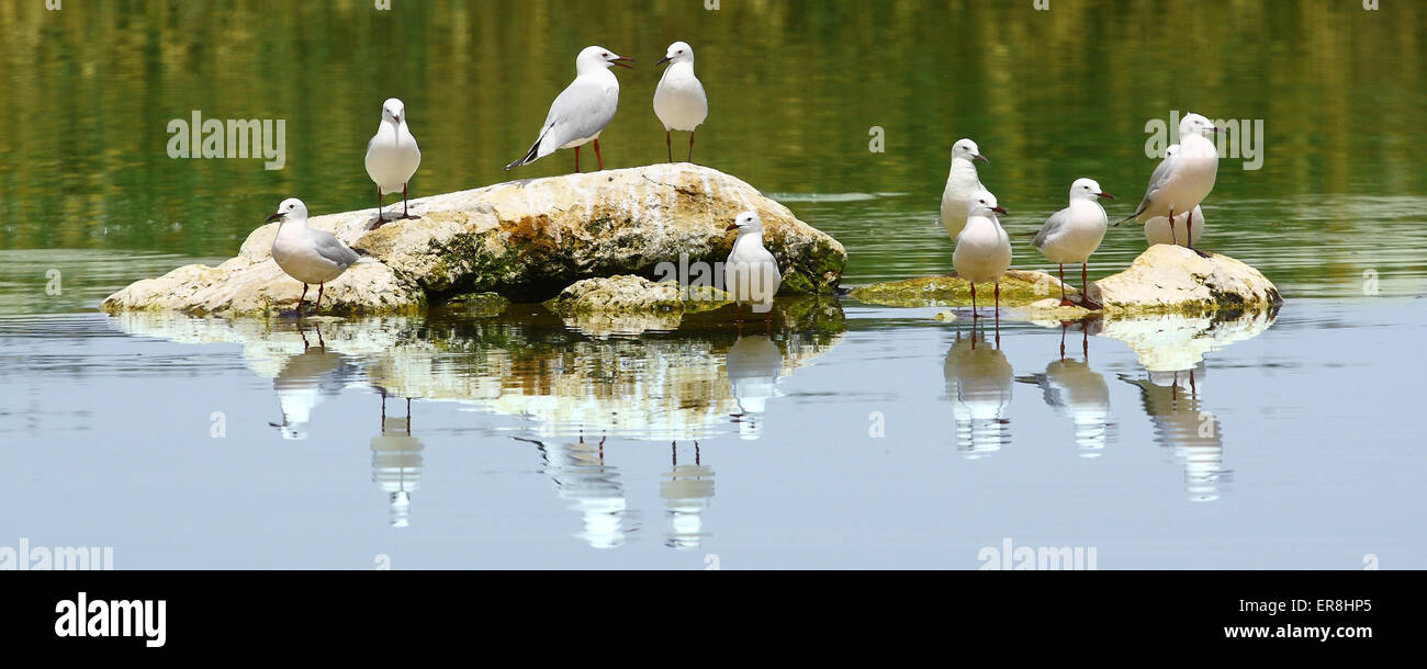 Gruppe der Möwen Stockfoto