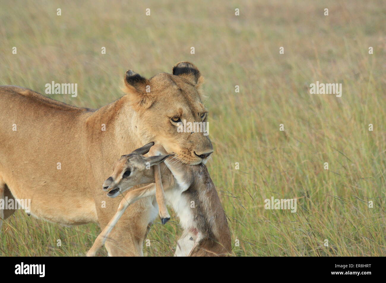 Gazelle und löwe Fotos und Bildmaterial in hoher Auflösung Alamy