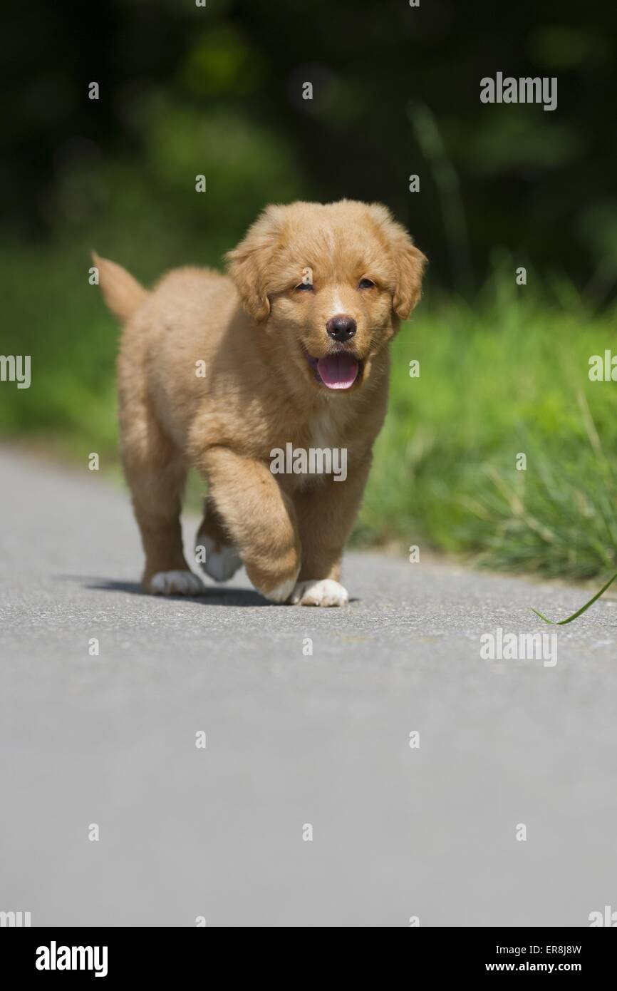 Nova Scotia Duck Tolling Retriever Welpe Stockfoto