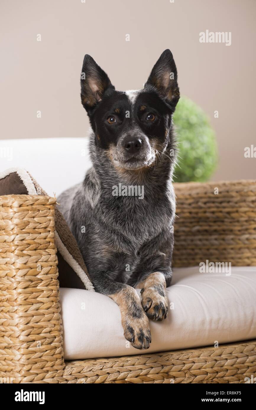 Australian Cattle Dog liegend Stockfoto