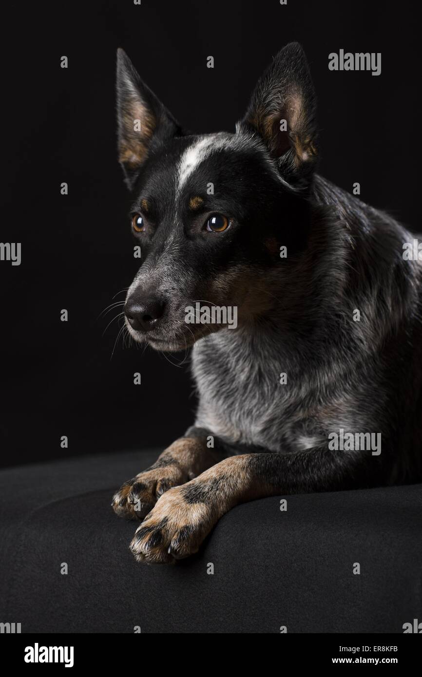 Australian Cattle Dog liegend Stockfoto