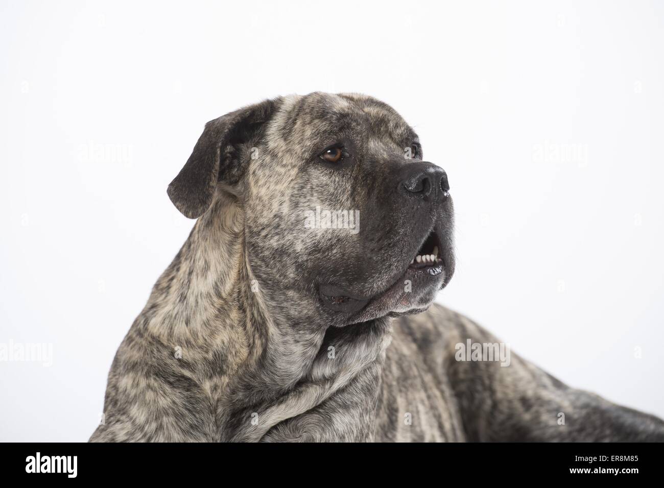 Cane Corso Portrait Stockfoto