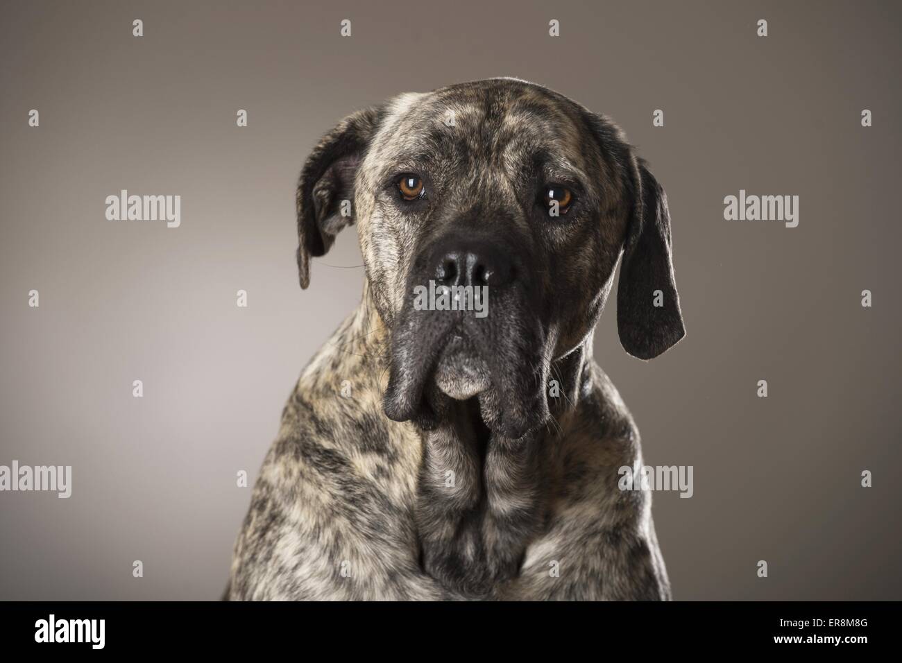 Cane Corso Portrait Stockfoto