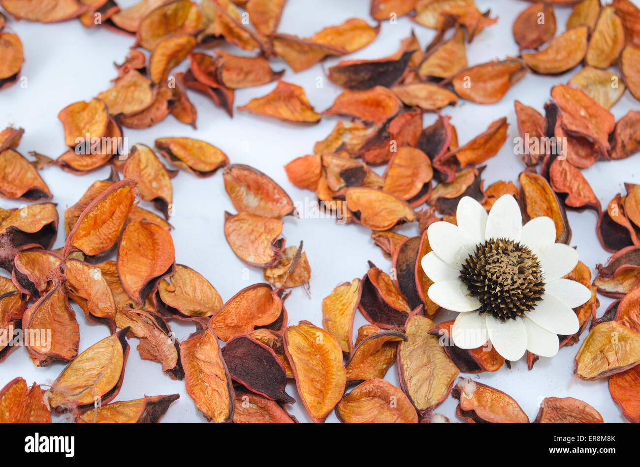 Getrocknete orange Blätter verstreut auf einer Tabelle mit einer großen weißen Blume Stockfoto