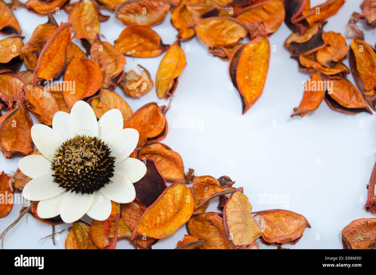 Getrocknete orange Blätter verstreut auf einer Tabelle mit einer großen weißen Blume Stockfoto