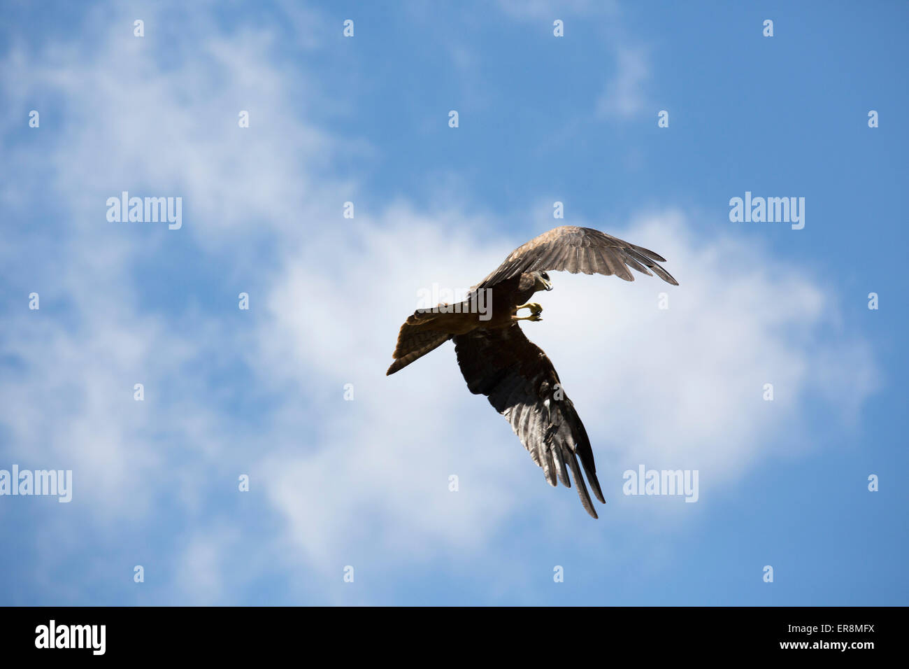 Niedrigen Winkel Blick auf Adler fliegen gegen bewölktem Himmel Stockfoto