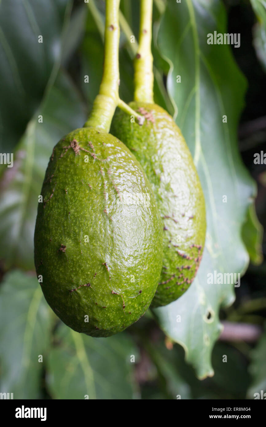 Avocado-Baum hängend Stockfoto