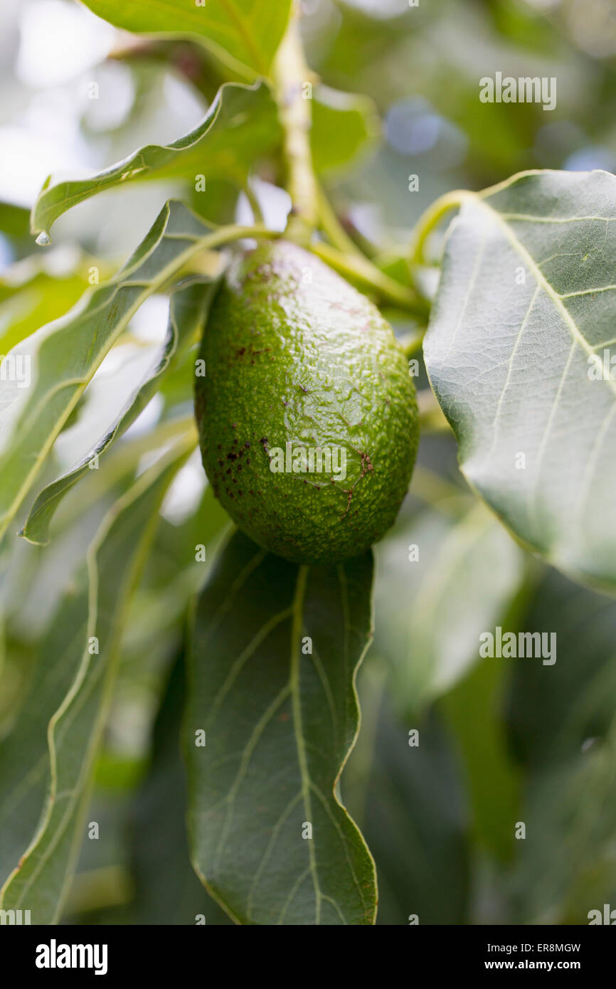 Avocado-Baum hängend Stockfoto