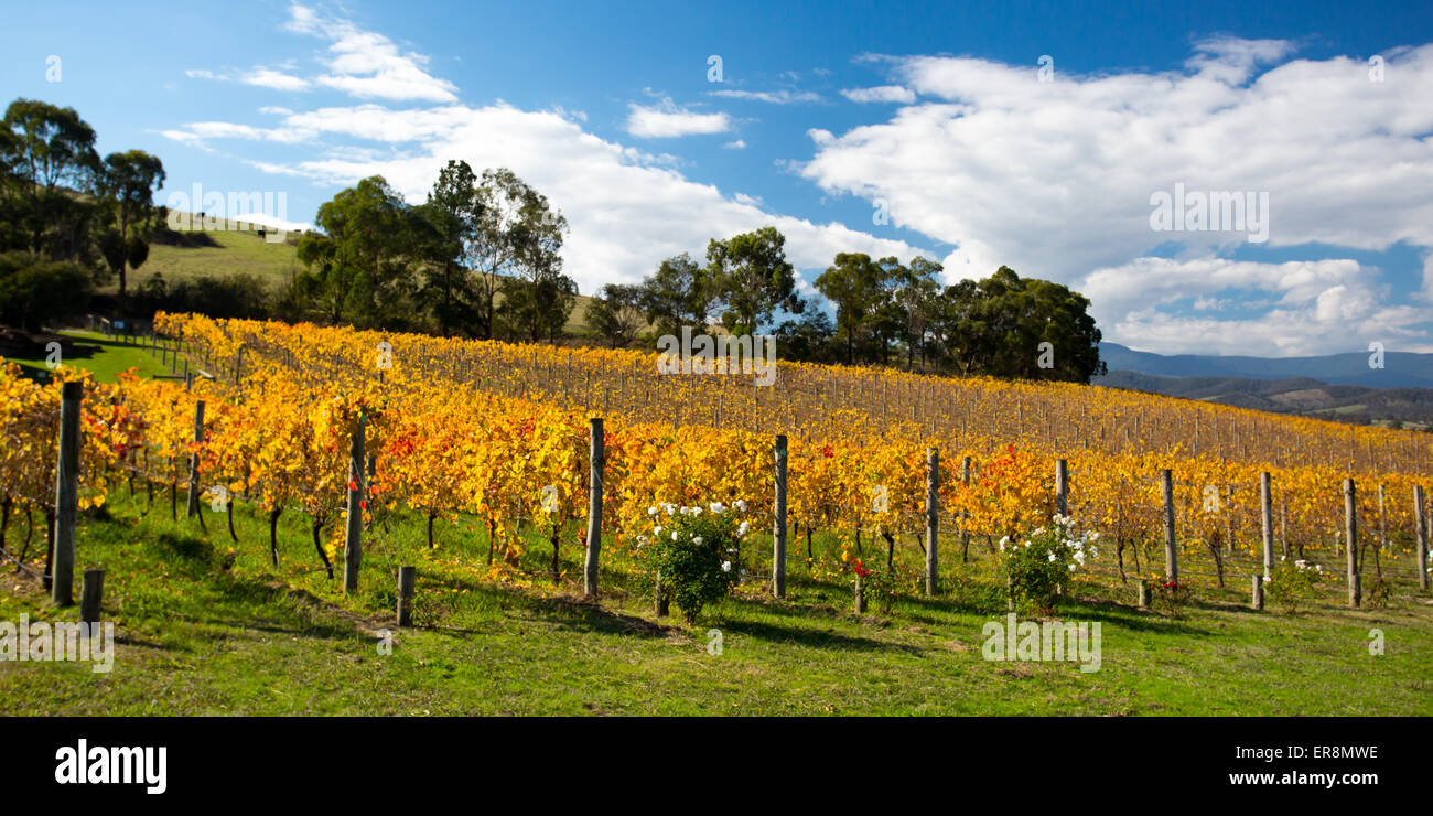 Üppige goldene Reben im Herbst auf einem Weingut im Yarra Valley, Victoria, Australien Stockfoto