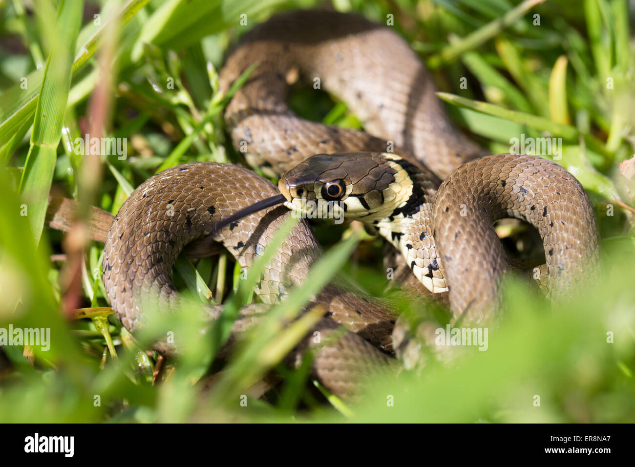 Ringelnatter - Natrix natrix Stockfoto