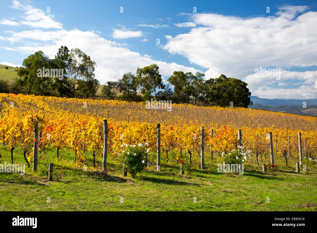 Üppige goldene Reben im Herbst auf einem Weingut im Yarra Valley, Victoria, Australien Stockfoto