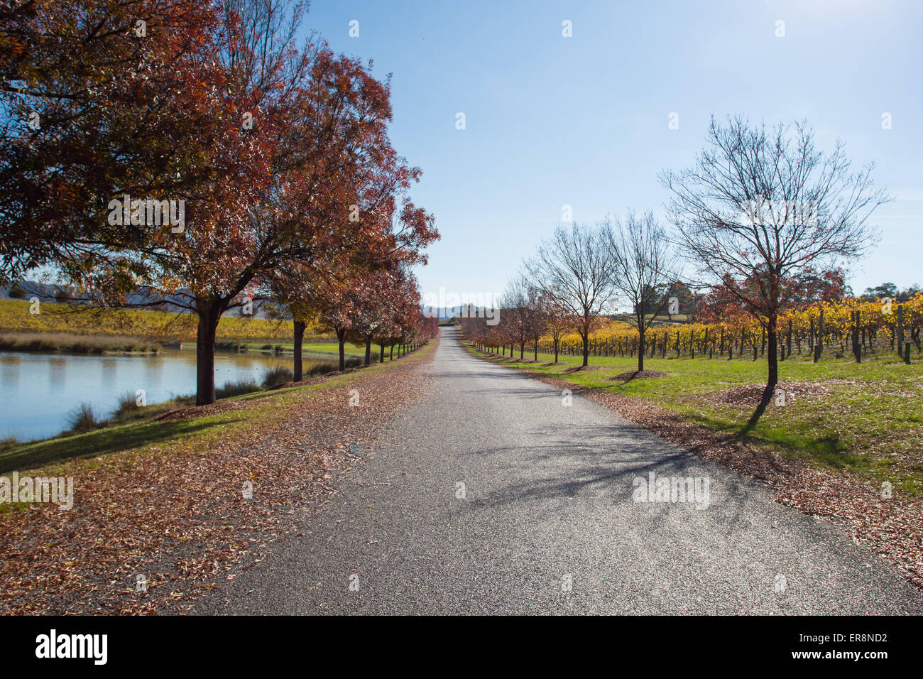 Üppige goldene Reben entlang einer Straße im Herbst auf einem Weingut im Yarra Valley, Victoria, Australien Stockfoto