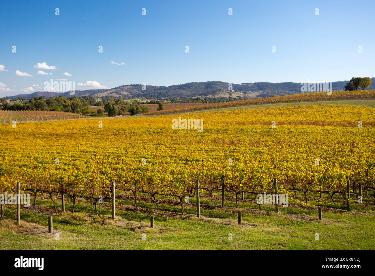 Üppige goldene Reben im Herbst auf einem Weingut im Yarra Valley, Victoria, Australien Stockfoto
