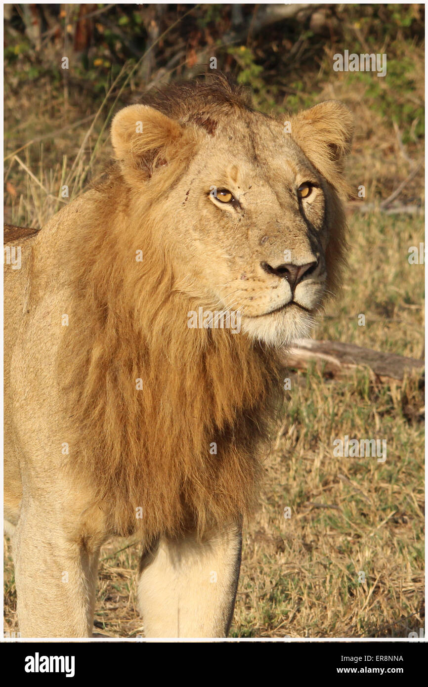 Männliche Löwen afrikanische Tierwelt Stockfoto