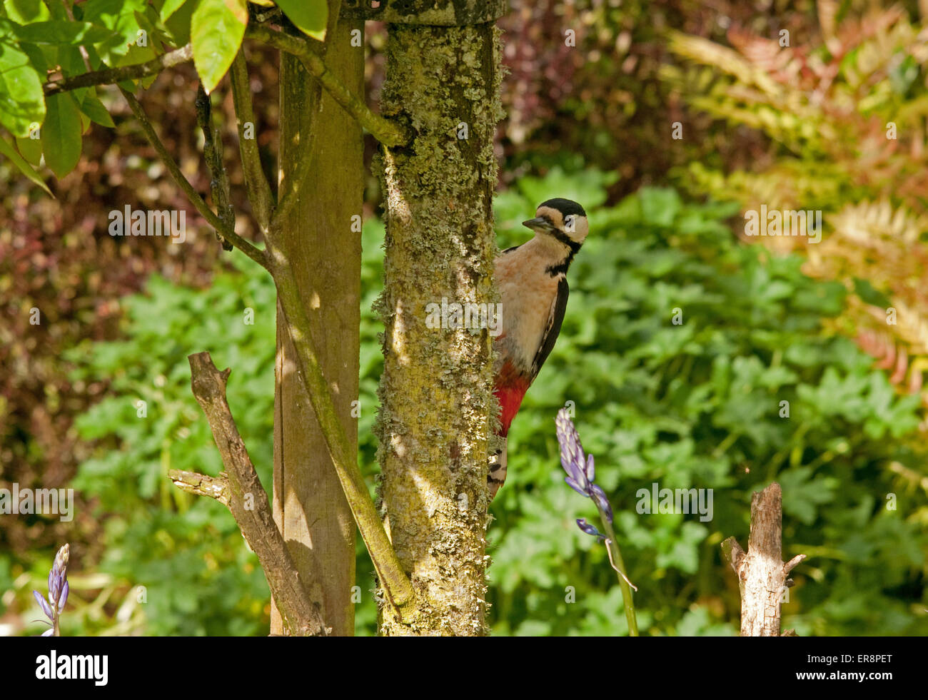 Weibliche Buntspecht auf Cherry Tree trunk Stockfoto