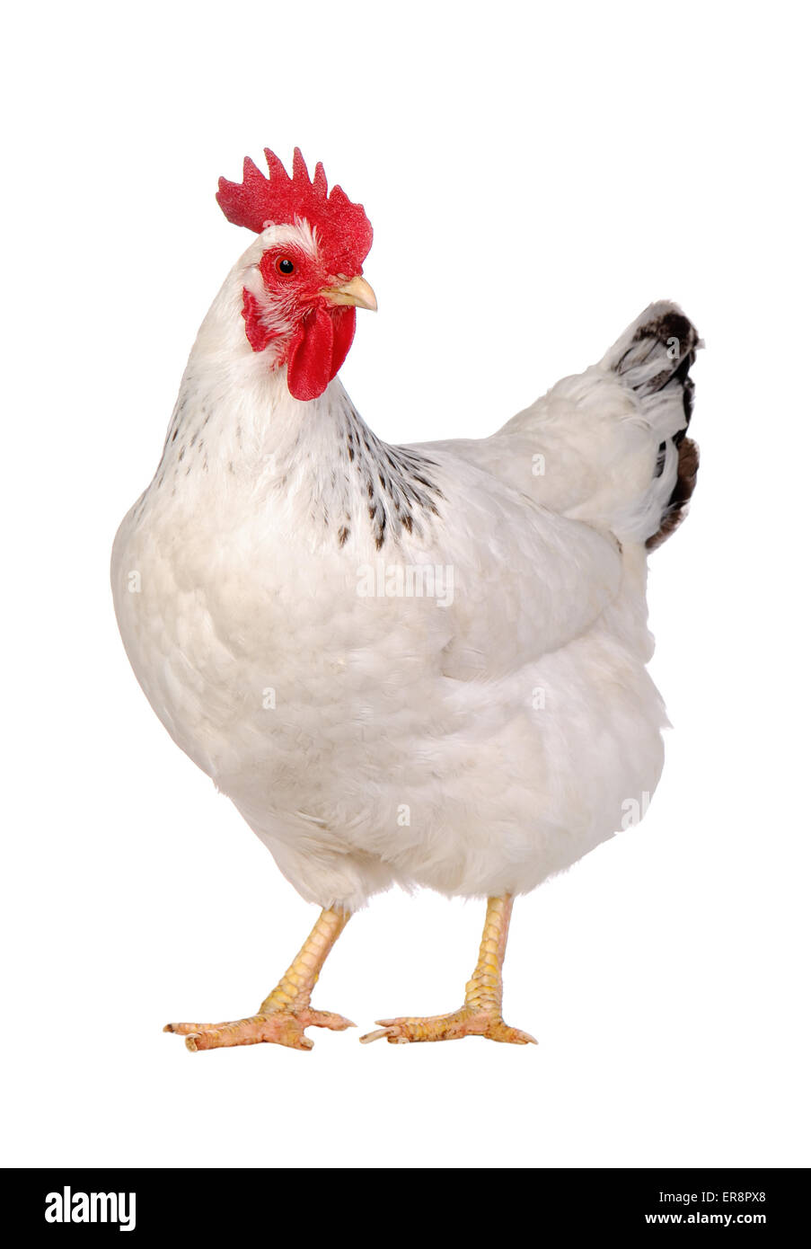 Weißes Huhn isoliert, erschossen Studio. Stockfoto