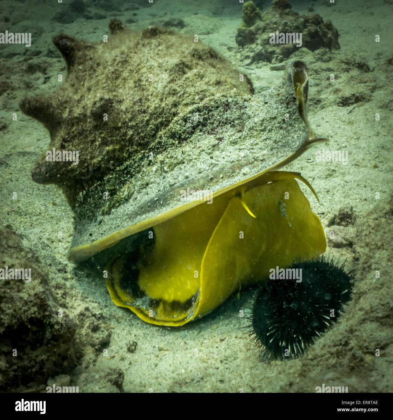 Conch Shell Aufzucht bis zu essen eine Seeigel, Hawaii, USA Stockfoto