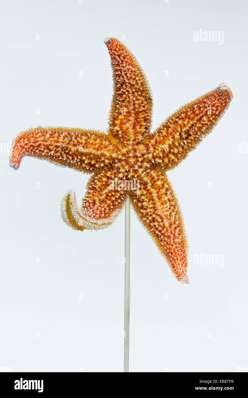 Seestern auf einem Stick am Verkauf bei Donghuamen Nachtmarkt in Wangfujing Peking China gekocht Stockfoto