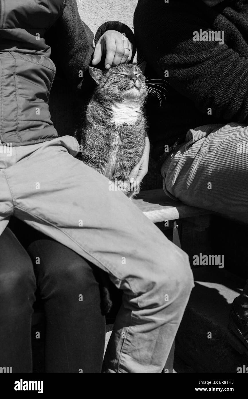 Leute mit Katze auf Bank im Freien sitzen Stockfoto