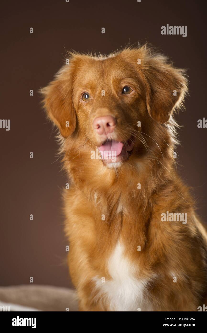 Nova Scotia Duck Tolling Retriever Porträt Stockfoto