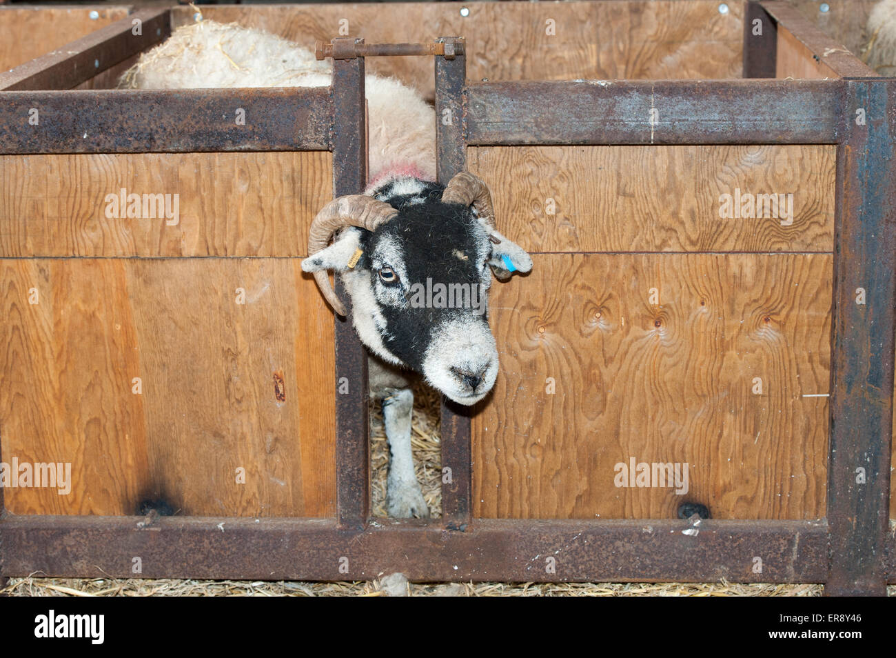 Swaledale Ewe in Lamm Annahme Kiste, auf verwaiste Lamm zu fördern. UK Stockfoto