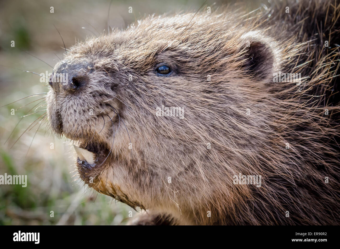 Junge Eurasische Biber (Castor Fiber) Nahaufnahme Stockfoto