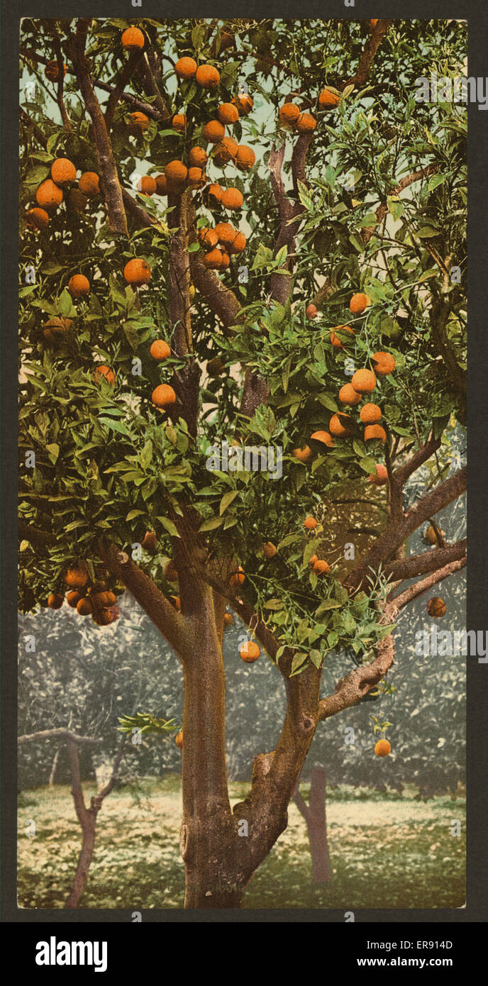 Ein kalifornischer Orangenbaum Stockfoto