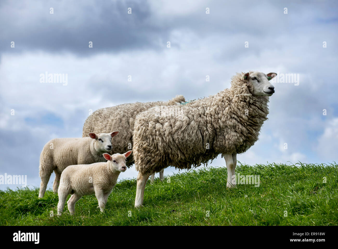 Texel Schafe / Texelaar Mutterschafe mit Lämmer in Wiese auf der Insel Texel, West Ostfriesischen Inseln, Nord-Holland, Niederlande Stockfoto