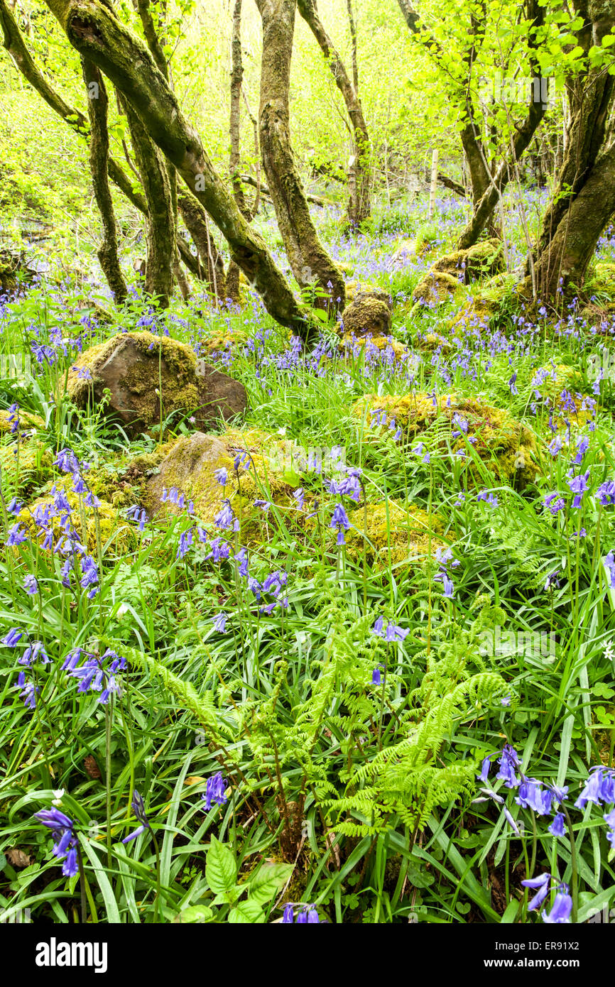 Wild Frühholz Stockfoto