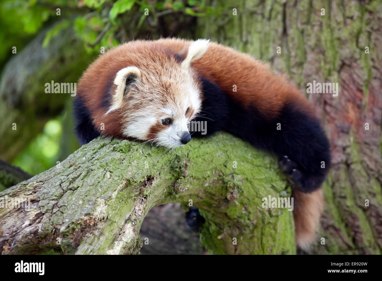 Ein Roter Panda sitzend auf einem Ast Stockfoto