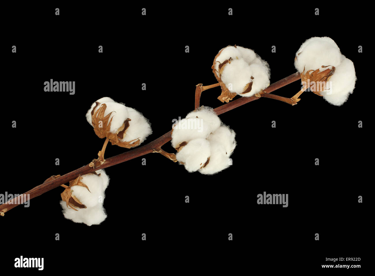 Baumwolle-Strauch auf schwarzem Hintergrund Stockfoto