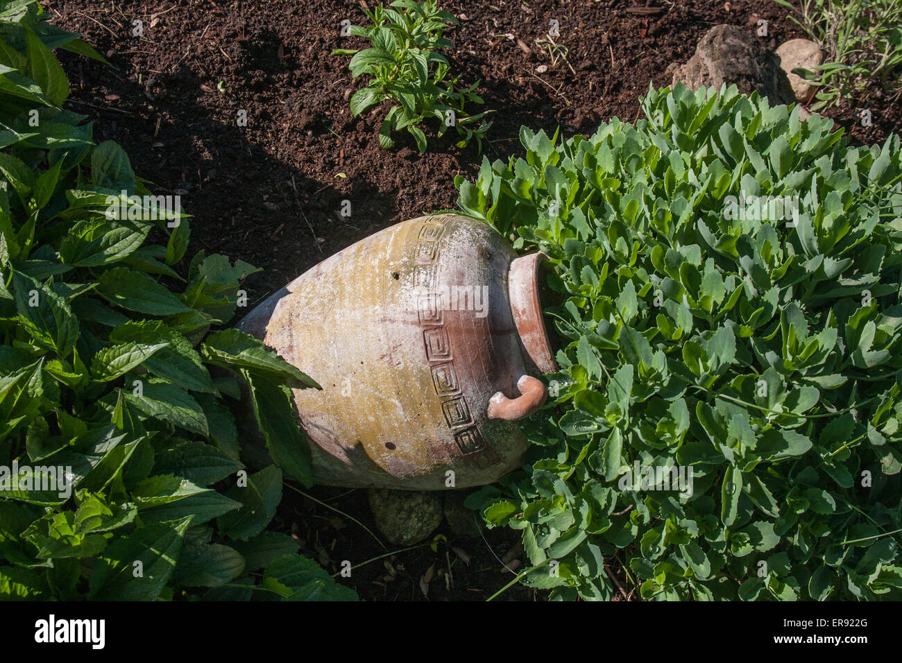 Einen wunderschönen grünen Garten auf einer Feder Morgen Tag.  Mit einem Blick über die wachsenden Pflanzen zu sehen.  So grün und duftenden frisch. Stockfoto