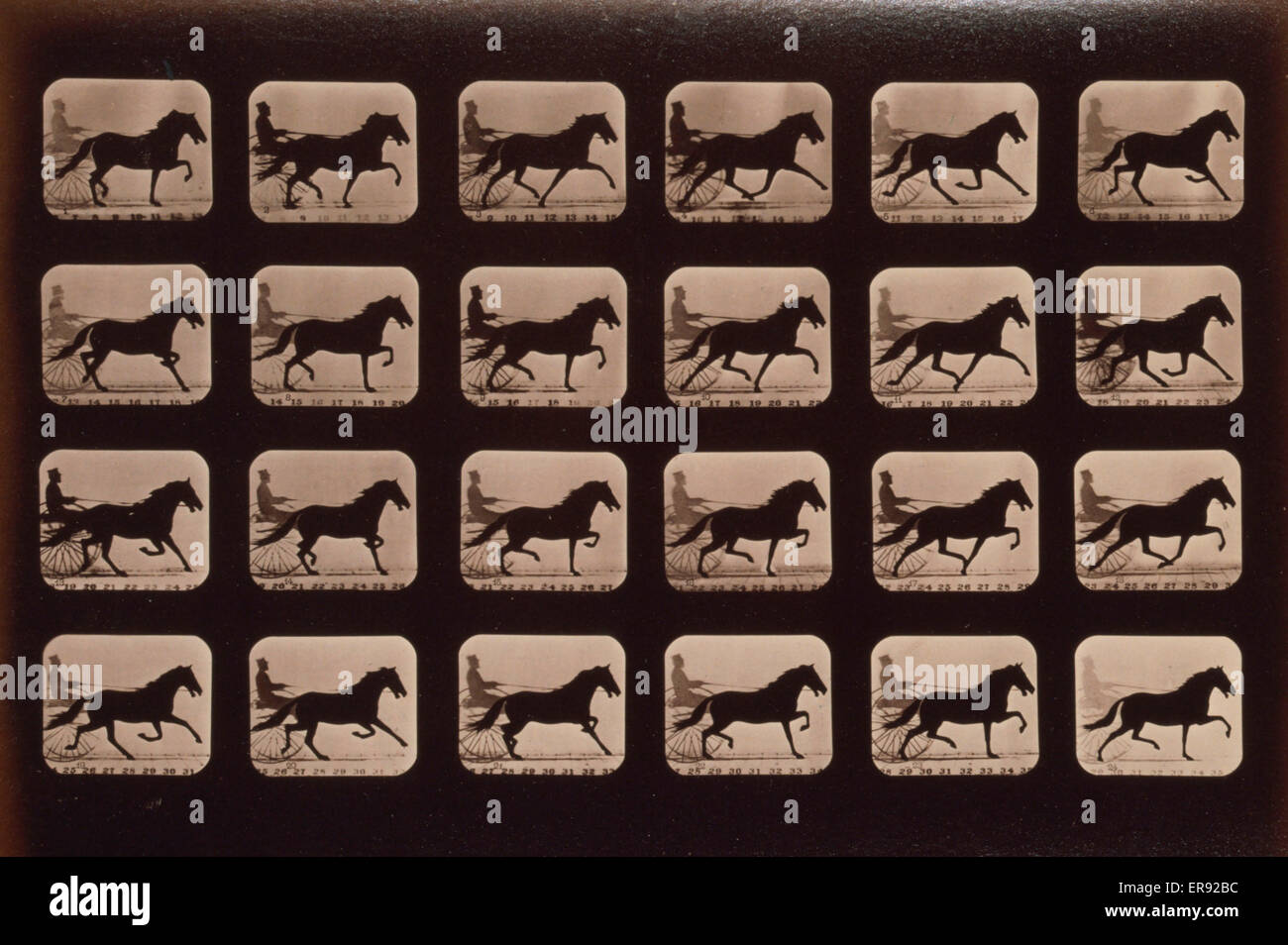 Pferde. Pacing Stockfoto