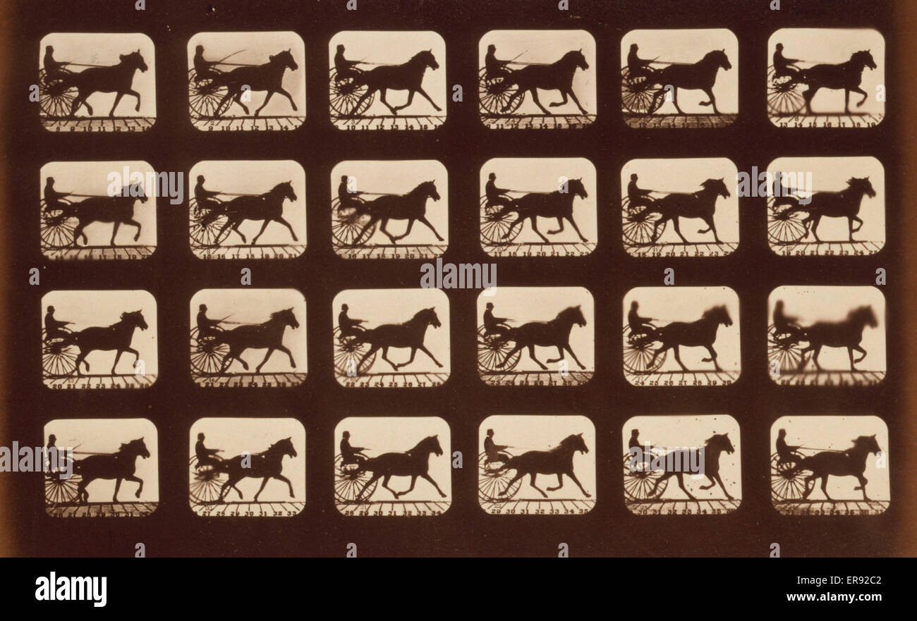 Pferde. Pacing Stockfoto