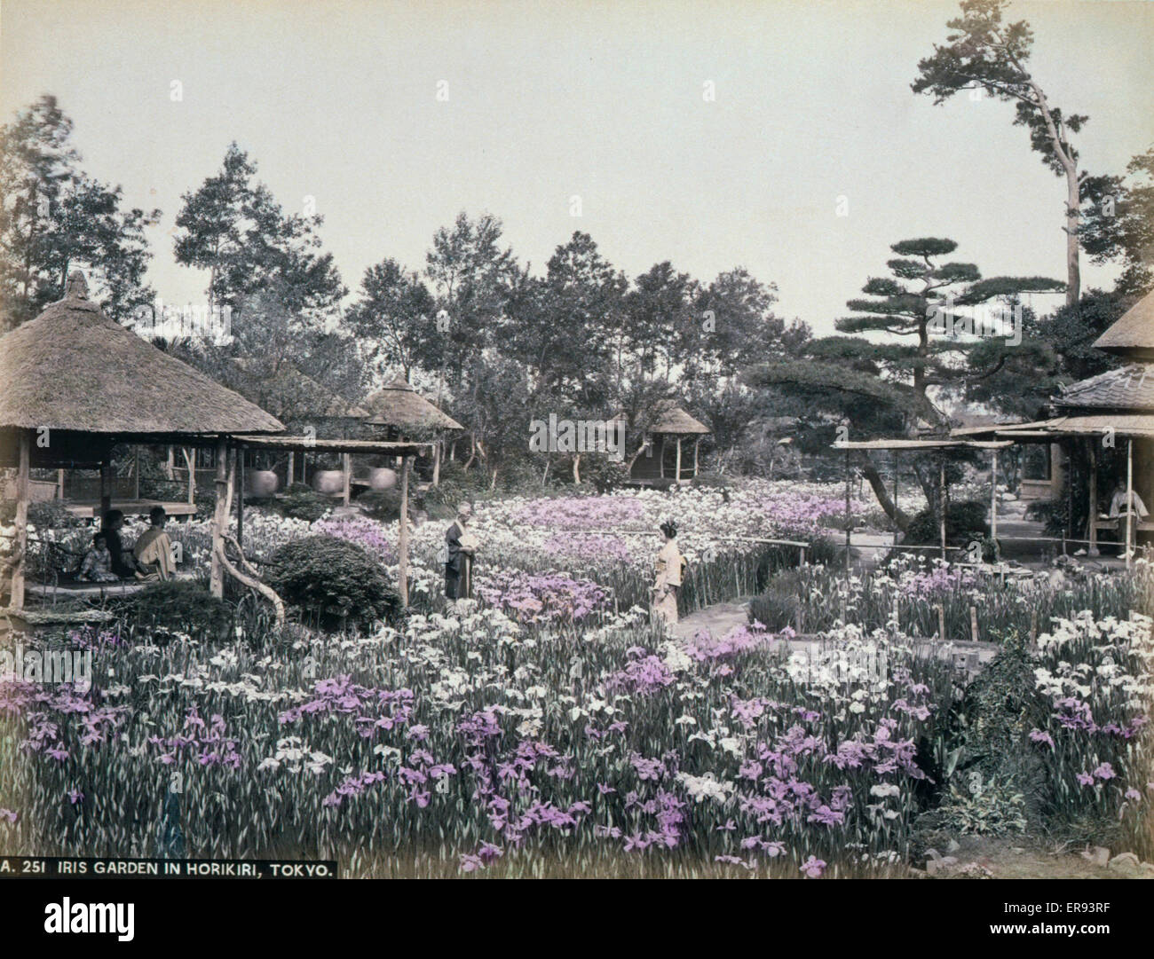 Irisgarten in Horikiri, Tokio. Foto zeigt blühende Schwertlilien im Horikiri Iris Garten in Tokio. Aquarelle-Zeichnungen auf dem Berg zeigen strohgedeckte Gebäude im oberen rechten und Bäume Stroh um die Stämme in der linken unteren Ecke. Bis heute ca. 1890. Stockfoto