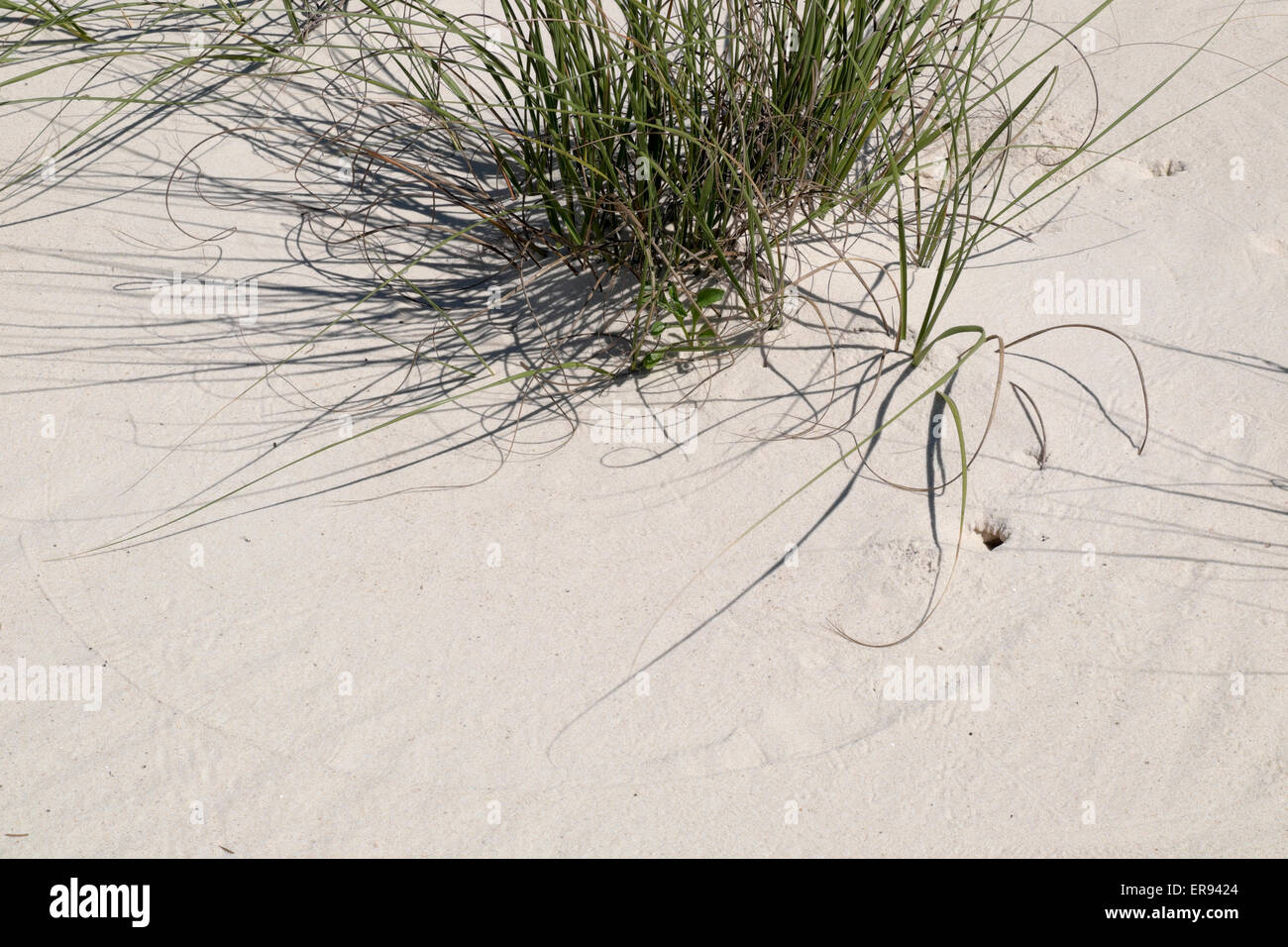 Dünengras und Muster in den Sand. Stockfoto