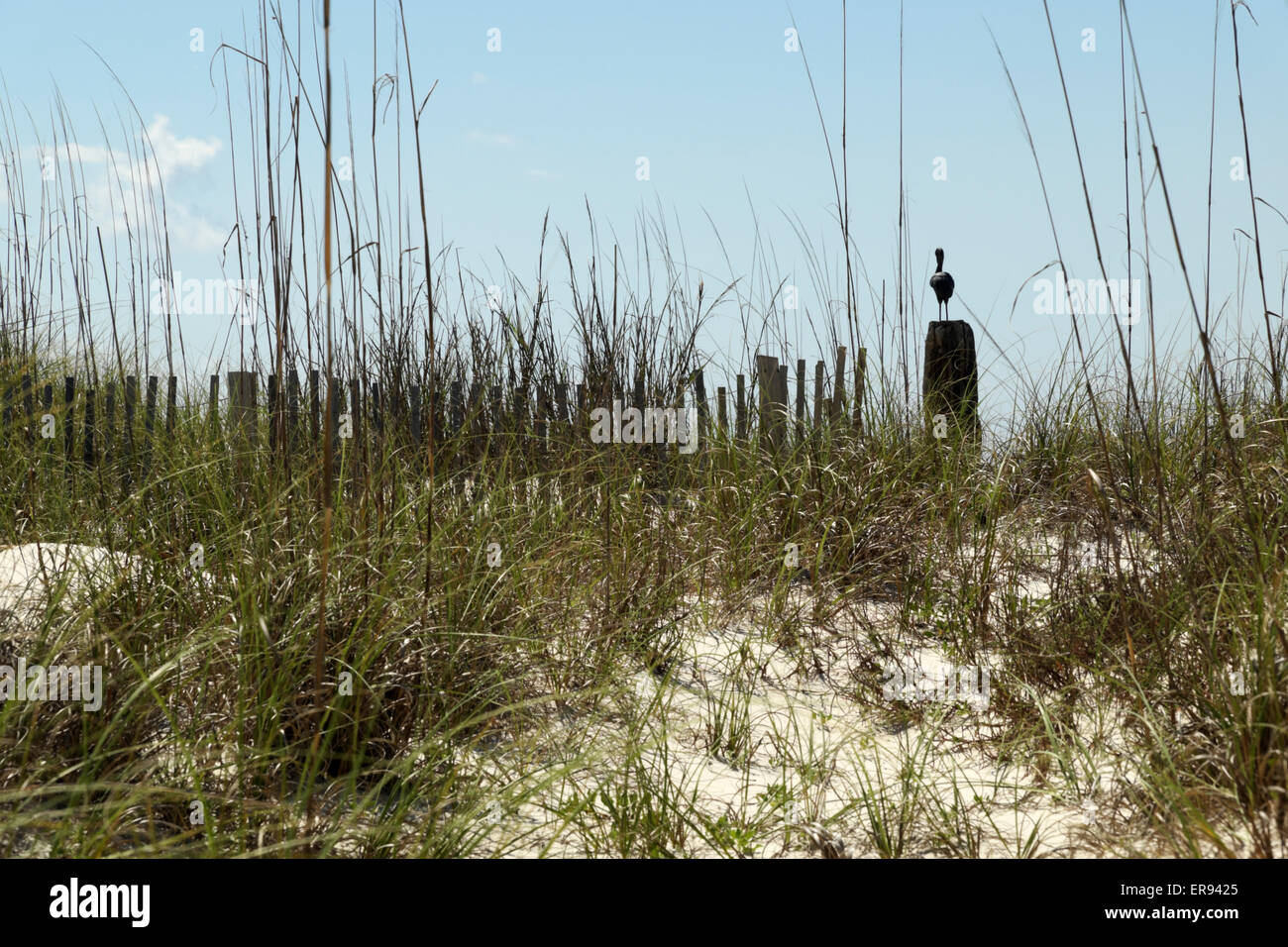 Reiher thront auf einem Pfosten mit Blick auf den Golf von Mexiko auf der Halbinsel Fort Morgan in Alabama, USA Stockfoto