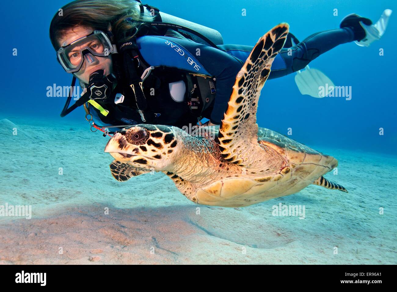 Ein Taucher schwimmt neben eine Karettschildkröte auf den Cayman Islands. Stockfoto