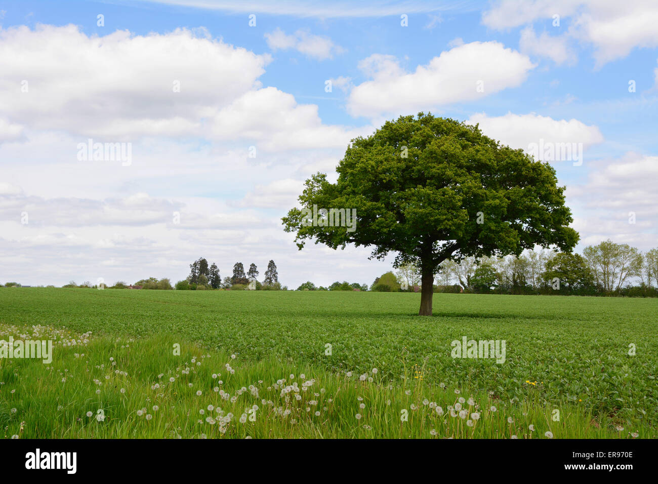 Einzelne Eiche steht in einem üppigen grünen Hof Feld gegen einen blauen Frühlingshimmel Stockfoto