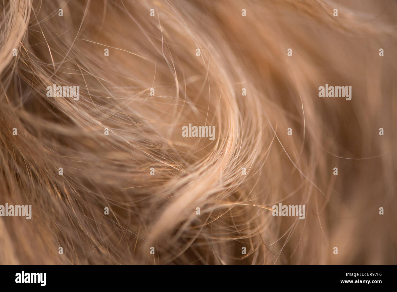Haare in der Nähe bis Makro Stockfoto