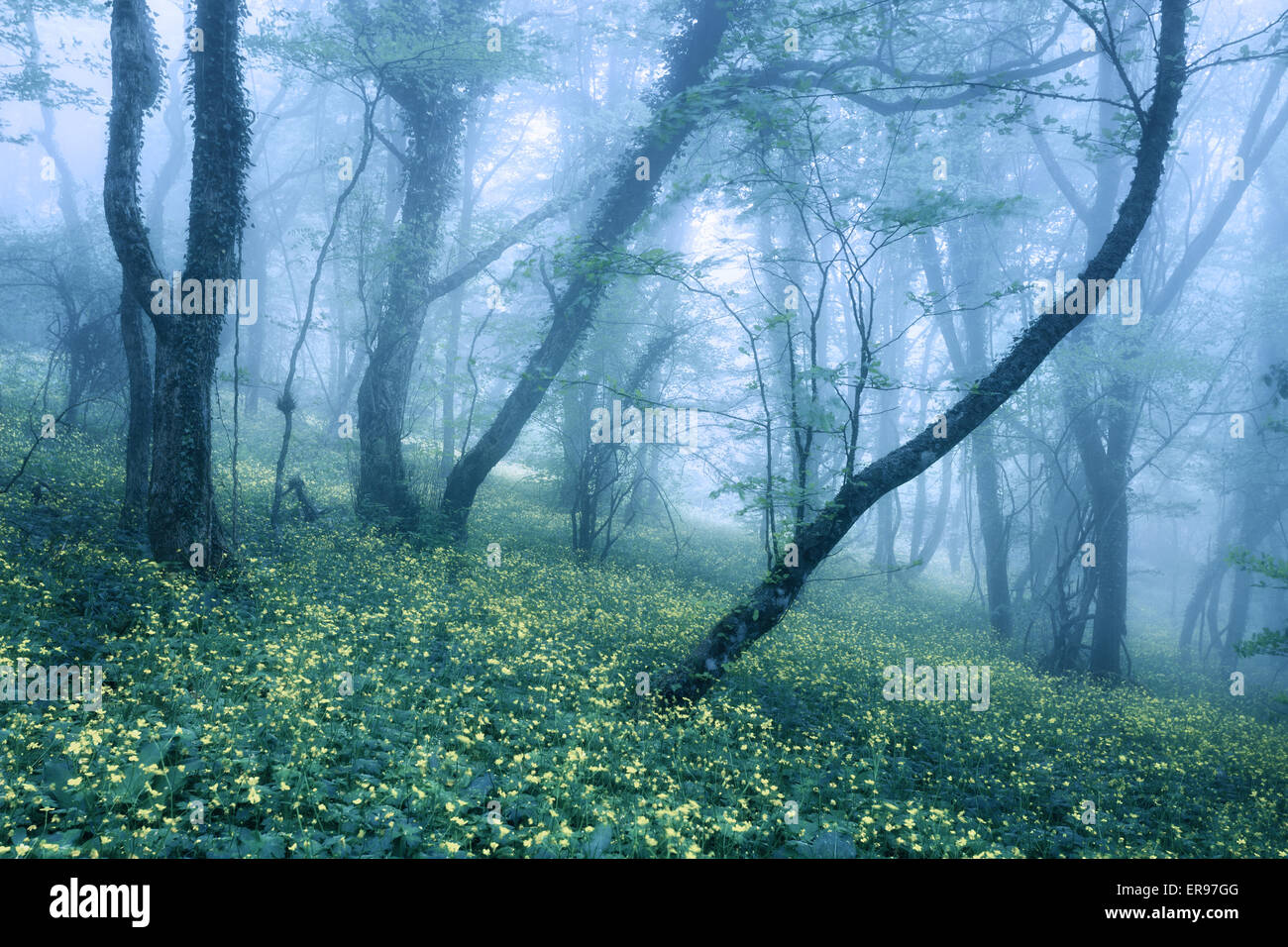 Wanderweg durch einen mysteriösen dunklen Wald im Nebel mit grünen Blättern und Blumen. Frühling am Morgen auf der Krim. Magische Atmosphäre. Fair Stockfoto