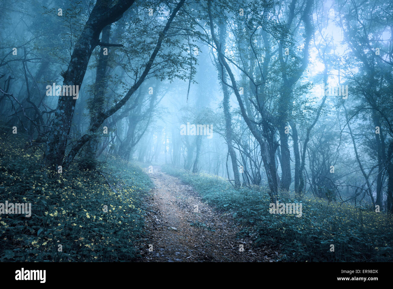 Wanderweg durch einen mysteriösen dunklen Wald im Nebel mit grünen Blättern und Blumen. Frühling am Morgen auf der Krim. Magische Atmosphäre. Fee Stockfoto