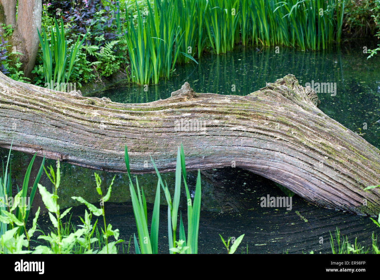 Gefallenen Ast über einen Teich Stockfoto