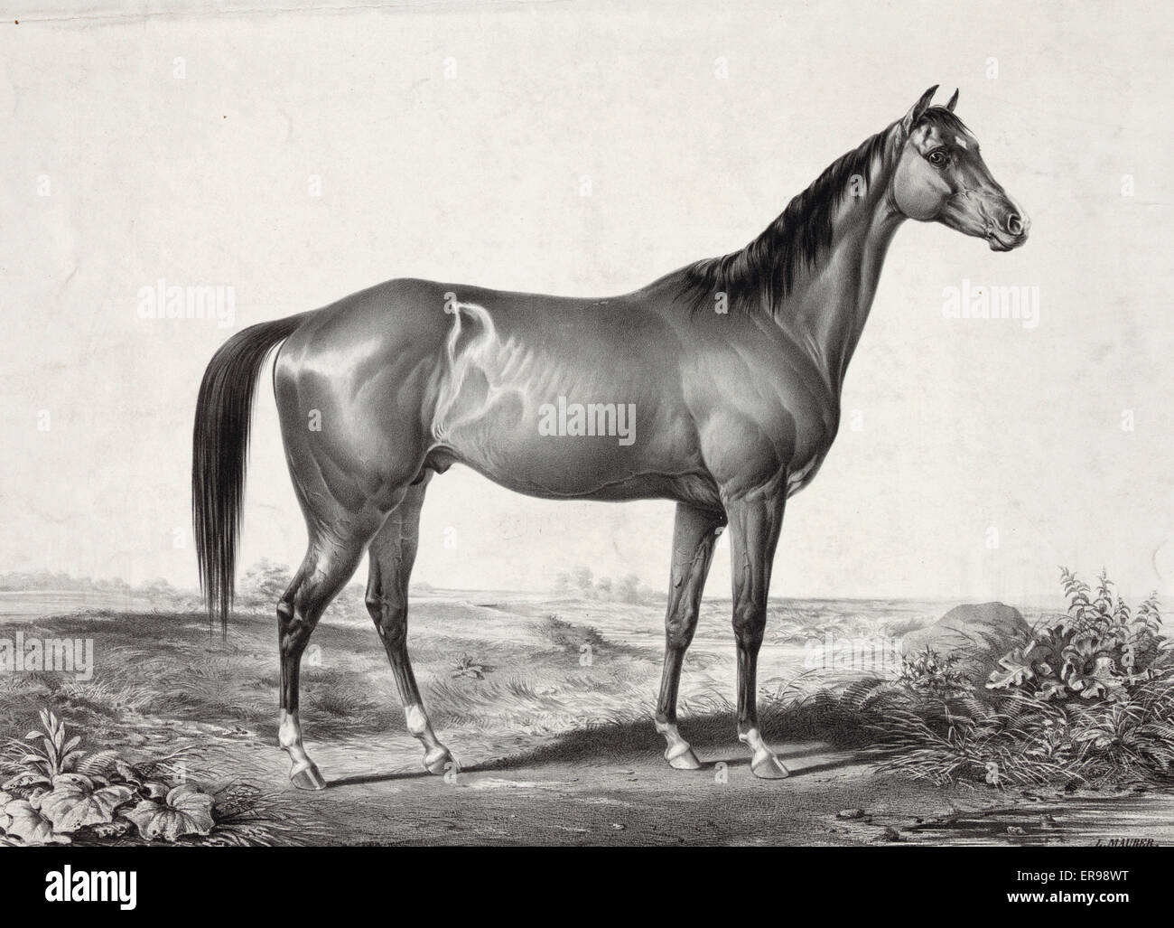 Gefeiertes Pferd lexington (5 Jahre Old) von Boston aus Ali Stockfoto